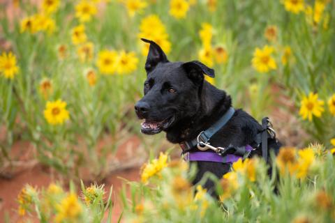 Happy black dog sitting in a field of yellow flowers.